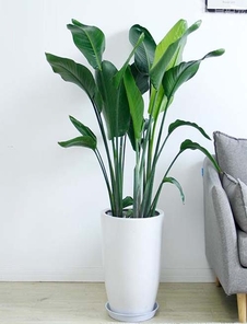 海曙盆景出租哪家好