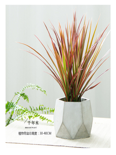 想低价租花木？杭州湾这里价格超实惠！