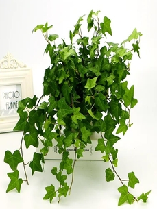 宁波前湾盆景租赁，专业公司带来不一样的绿韵