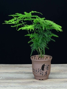 解读杭州湾花卉租赁方案，品味花卉独特韵味