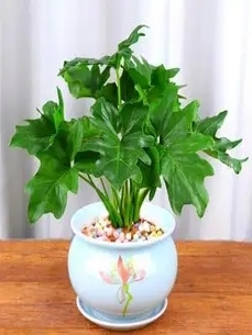 速看！宁波奉化植物出租设计超赞方案