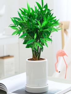 掌握江北植物租摆价格，开启绿色生活！