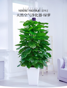 宁波江北植物租赁公司，绿植装点你的办公空间！